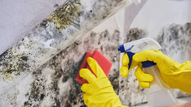 Best Mold removal after water damage  in Latta, OK